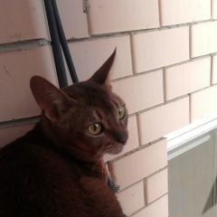Подробнее об объявлении «Найден кот абиссинец Краснодар» Фото: найдена кошка Абиссинская кошка «Найден кот абиссинец Краснодар» в г. Краснодар