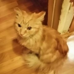 Подробнее об объявлении «Найдена кошка Москва» Фото: найдена кошка  «Найдена кошка Москва» в г. Москва