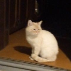 Подробнее об объявлении «Найден котик в ухтинке Бессоновка» Фото: найдена кошка  «Найден котик в ухтинке Бессоновка» в г. Бессоновка