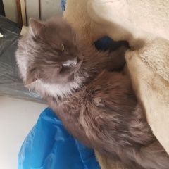 Подробнее об объявлении «Найден кот найтен кот Краснодар» Фото: найдена кошка  «Найден кот найтен кот Краснодар» в г. Краснодар