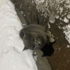 Подробнее об объявлении «Найдена кошка Люберцы» Фото: найдена кошка  «Найдена кошка Люберцы» в г. Люберцы