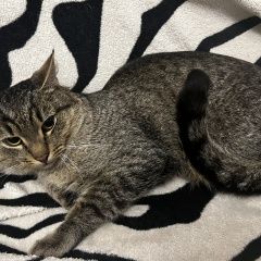 Подробнее об объявлении «Найден кот Ярославль» Фото: найдена кошка  «Найден кот Ярославль» в г. Ярославль