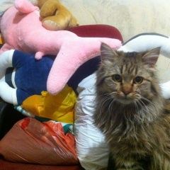 Подробнее об объявлении «Найдена кошка Гурзуф» Фото: найдена кошка  «Найдена кошка Гурзуф» в г. Гурзуф