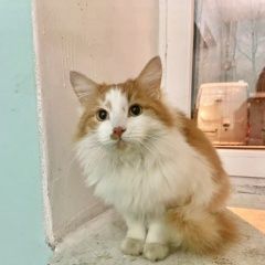 Подробнее об объявлении «Найдена кошка или кот рыже-белый Реутов» Фото: найдена кошка  «Найдена кошка или кот рыже-белый Реутов» в г. Реутов