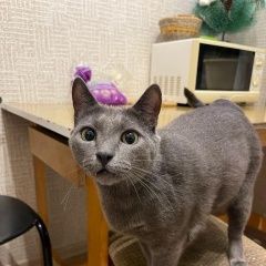 Подробнее об объявлении «Найден кот Люберцы» Фото: найдена кошка  «Найден кот Люберцы» в г. Люберцы