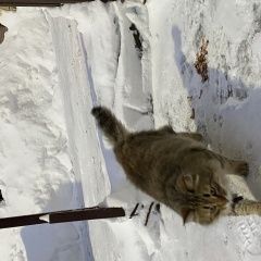 Подробнее об объявлении «Найдена кошка домашняя явно Реутов» Фото: найдена кошка  «Найдена кошка домашняя явно Реутов» в г. Реутов