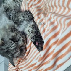 Подробнее об объявлении «Найден кот серый кот с ошейником в гск 4 Ангарск» Фото: найдена кошка  «Найден кот серый кот с ошейником в гск 4 Ангарск» в г. Ангарск