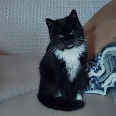 Подробнее об объявлении «Найдена кошка домашняя Бобруйск» Фото: найдена кошка  «Найдена кошка домашняя Бобруйск» в г. Бобруйск