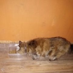 Подробнее об объявлении «Артем Найдена кошка» Фото: найдена кошка  «Артем Найдена кошка» в г. Артем