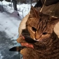 Подробнее об объявлении «Найден кот - котенок 5-7 месяцев Михайлов» Фото: найдена кошка  «Найден кот - котенок 5-7 месяцев Михайлов» в г. Михайлов
