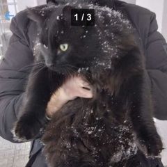 Подробнее об объявлении «Найден кот чёрный пушистый Москва» Фото: найдена кошка  «Найден кот чёрный пушистый Москва» в г. Москва