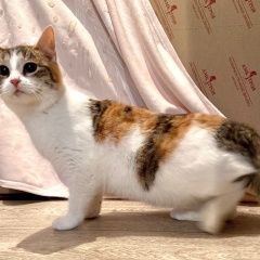 Подробнее об объявлении «Найдена кошка Быково (Московская обл.)» Фото: найдена кошка  «Найдена кошка Быково (Московская обл.)» в г. Быково (Московская обл.)