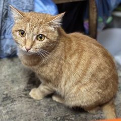 Подробнее об объявлении «Найдена кошка Караганда» Фото: найдена кошка  «Найдена кошка Караганда» в г. Караганда