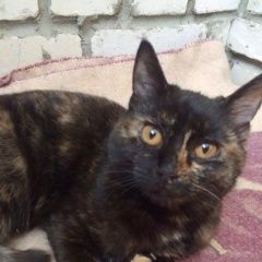 Подробнее об объявлении «Найдена кошка Владимир» Фото: найдена кошка  «Найдена кошка Владимир» в г. Владимир