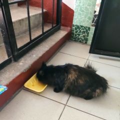 Подробнее об объявлении «Найдена кошка Нерюнгри» Фото: найдена кошка  «Найдена кошка Нерюнгри» в г. Нерюнгри