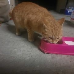 Подробнее об объявлении «Найдена кошка Батайск» Фото: найдена кошка  «Найдена кошка Батайск» в г. Батайск