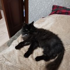 Подробнее об объявлении «Найден кот черный пушистый Тюмень» Фото: найдена кошка  «Найден кот черный пушистый Тюмень» в г. Тюмень