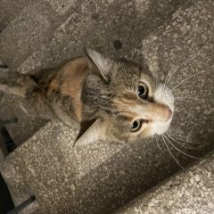 Картинка найдена кошка В городе Тбилиси нашлась киса. Тбилиси