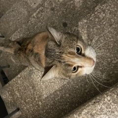 Подробнее об объявлении «Тбилиси Найдена кошка район сабуртало» Фото: найдена кошка  «Тбилиси Найдена кошка район сабуртало» в г. Тбилиси