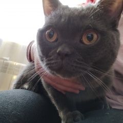 Подробнее об объявлении «Сургут Найден котик в подьезде» Фото: найдена кошка Бурманская короткошерстная «Сургут Найден котик в подьезде» в г. Сургут