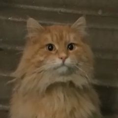 Подробнее об объявлении «Найден кот ищу хозяина старого или нового Люберцы» Фото: найдена кошка  «Найден кот ищу хозяина старого или нового Люберцы» в г. Люберцы