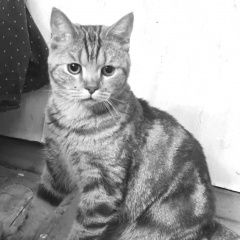 Подробнее об объявлении «Найден котик на юбилейной Люберцы» Фото: найдена кошка Скоттиш страйт (шотландская прямоухая) «Найден котик на юбилейной Люберцы» в г. Люберцы