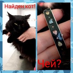 Подробнее об объявлении «Найден кот в приметном ошейнике со стразами Ростов-на-Дону» Фото: найдена кошка  «Найден кот в приметном ошейнике со стразами...» в г. Ростов-на-Дону