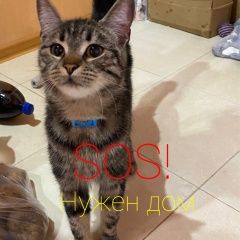 Подробнее об объявлении «Найдена кошка Ростов-на-Дону» Фото: найдена кошка  «Найдена кошка Ростов-на-Дону» в г. Ростов-на-Дону