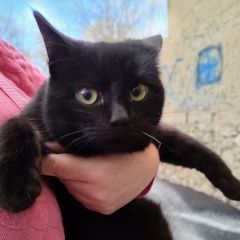 Подробнее об объявлении «Найден котёнок-мальчик. Ставрополь» Фото: найдена кошка  «Найден котёнок-мальчик. Ставрополь» в г. Ставрополь