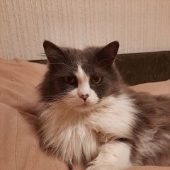 Картинка найдена кошка В городе Ростов-на-Дону нашелся коте. Ростов-на-Дону