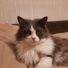 Подробнее об объявлении «Найден кот Ростов-на-Дону» Фото: найдена кошка  «Найден кот Ростов-на-Дону» в г. Ростов-на-Дону