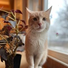 Подробнее об объявлении «Санкт-Петербург Найден кот» Фото: найдена кошка  «Санкт-Петербург Найден кот» в г. Санкт-Петербург