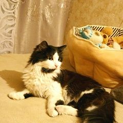 Подробнее об объявлении «Найдена кошка молодая, ласковая, лоток знает Иркутск» Фото: найдена кошка  «Найдена кошка молодая, ласковая, лоток знает...» в г. Иркутск