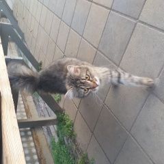 Подробнее об объявлении «Найдена кошка Краснодар» Фото: найдена кошка  «Найдена кошка Краснодар» в г. Краснодар