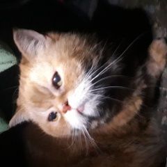 Подробнее об объявлении «Санкт-Петербург Найден кот» Фото: найдена кошка Персидская кошка «Санкт-Петербург Найден кот» в г. Санкт-Петербург