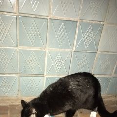 Подробнее об объявлении «Найдена кошка.г. Малаховка» Фото: найдена кошка  «Найдена кошка.г. Малаховка» в г. Малаховка