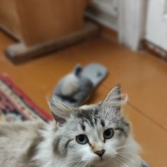 Подробнее об объявлении «Найдена кошка в чемодановке. Бессоновка» Фото: найдена кошка  «Найдена кошка в чемодановке. Бессоновка» в г. Бессоновка