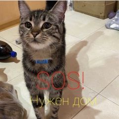 Подробнее об объявлении «Найдена кошка Ростов-на-Дону» Фото: найдена кошка  «Найдена кошка Ростов-на-Дону» в г. Ростов-на-Дону
