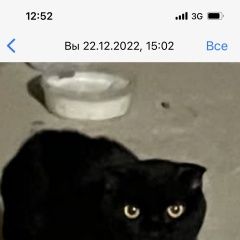 Подробнее об объявлении «Найдена кошка черная кошечка Солнечногорск» Фото: найдена кошка Британская короткошерстная кошка «Найдена кошка черная кошечка Солнечногорск» в г. Солнечногорск
