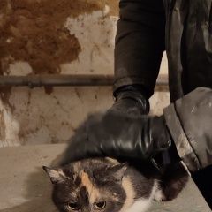 Подробнее об объявлении «Найдена кошка в районе каменки Ростов-на-Дону» Фото: найдена кошка  «Найдена кошка в районе каменки Ростов-на-Дону» в г. Ростов-на-Дону