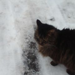 Подробнее об объявлении «Найдена кошка Подольск» Фото: найдена кошка  «Найдена кошка Подольск» в г. Подольск