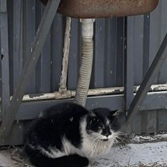 Подробнее об объявлении «Найден кот ищем хозяина Чита» Фото: найдена кошка  «Найден кот ищем хозяина Чита» в г. Чита