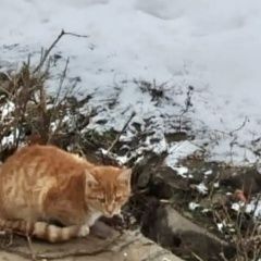 Подробнее об объявлении «Найдена кошка кот рыжий Луховицы» Фото: найдена кошка  «Найдена кошка кот рыжий Луховицы» в г. Луховицы