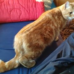 Подробнее об объявлении «Найден кот рыжий кот мраморного окраса Владимир» Фото: найдена кошка  «Найден кот рыжий кот мраморного окраса Владимир» в г. Владимир
