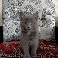 Подробнее об объявлении «Найден котенок серого цвета Уяр» Фото: найдена кошка  «Найден котенок серого цвета Уяр» в г. Уяр