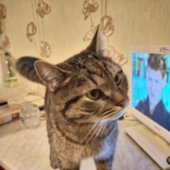 Подробнее об объявлении «Москва Найден кот» Фото: найдена кошка  «Москва Найден кот» в г. Москва