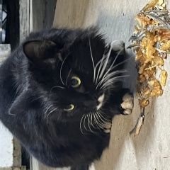 Подробнее об объявлении «Найдена кошка с варваровка Анапа» Фото: найдена кошка  «Найдена кошка с варваровка Анапа» в г. Анапа
