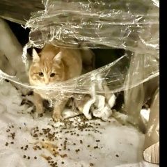 Подробнее об объявлении «Москва Найдена кошка рыжий кот» Фото: найдена кошка  «Москва Найдена кошка рыжий кот» в г. Москва