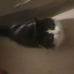 Подробнее об объявлении «Переславль-Залесский Найден кот черно-белый молодой кот» Фото: найдена кошка  «Переславль-Залесский Найден кот черно-белый...» в г. Переславль-Залесский