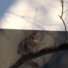 Картинка найдена кошка В городе Москва найдена кошка. Москва